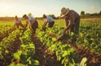 Agricultural Planting Agricultural Planting